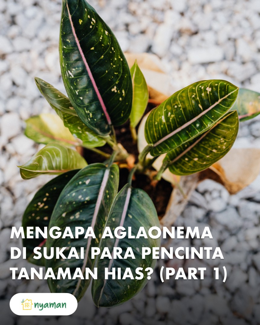 Alasan aglaonema atau sri rejeki disukai pecinta tanaman hias (1/2) Semarak sebagai elemen taman