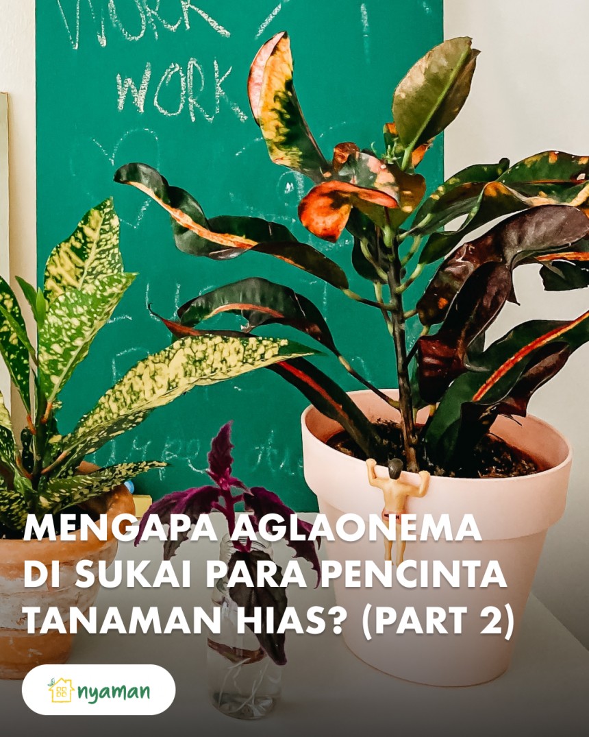 Alasan aglaonema atau sri rejeki disukai pecinta tanaman hias (2/2), Memikat di sudut ruangan