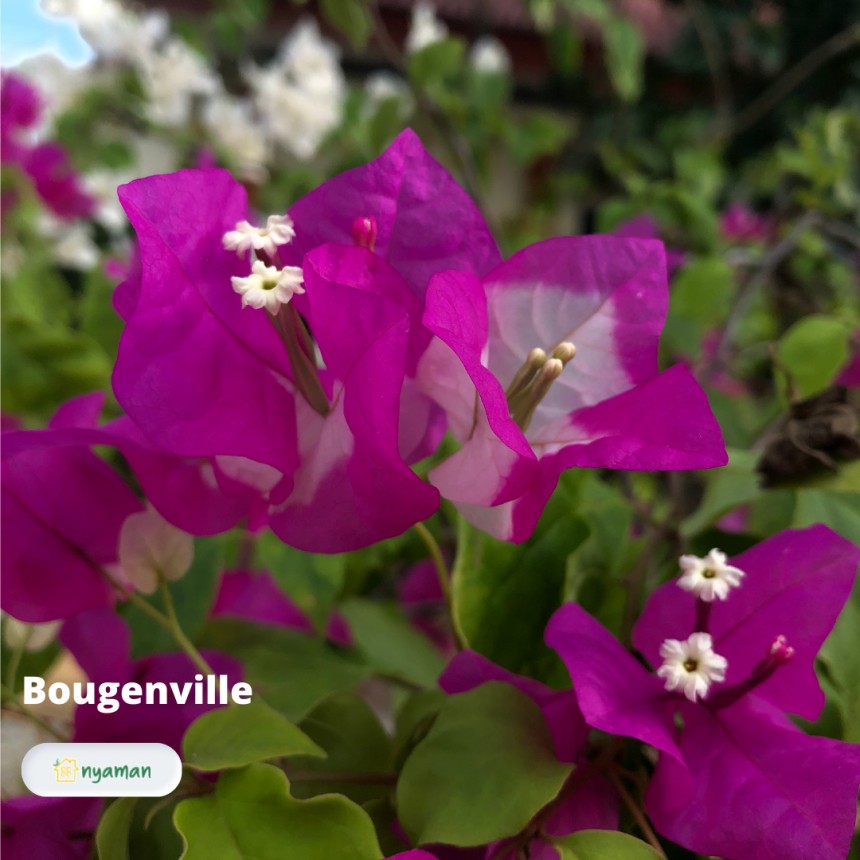 Bougenville