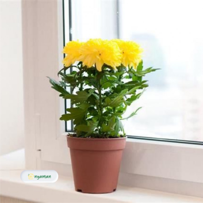 Chrysanthemum atau bunga krisan sangat cantik untuk di ruang tamu