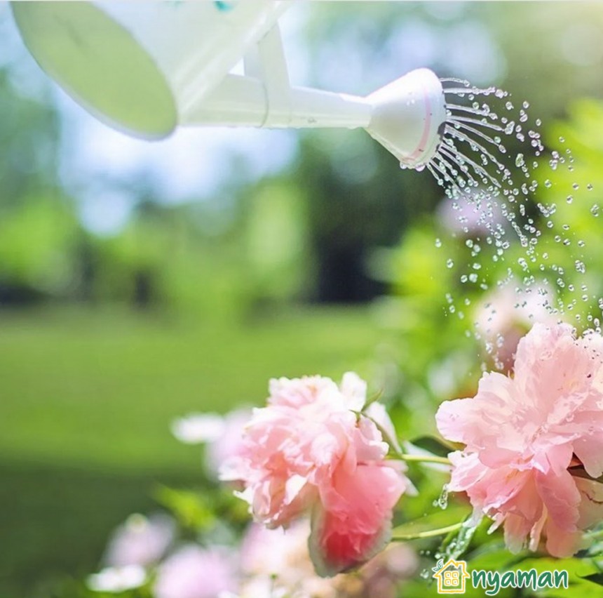 Fakta penting tentang penyiraman tanaman yang perlu diketahui (2/2), Kebutuhan air berbeda