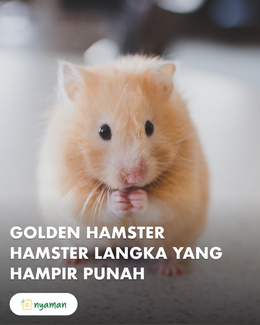 Hamster Suriah