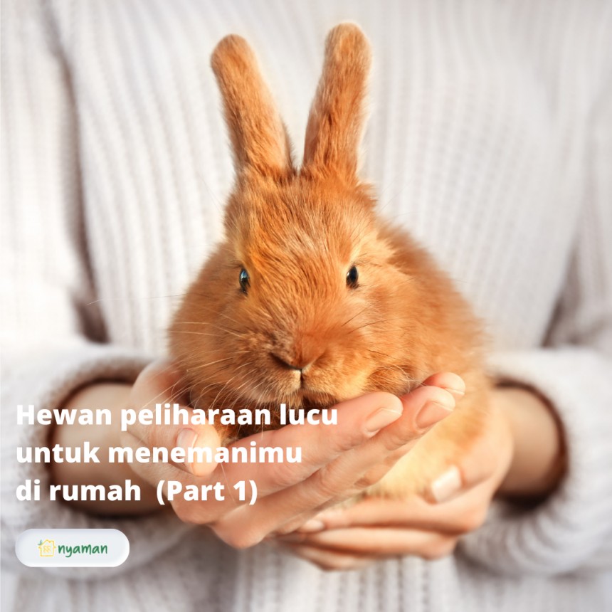 Hewan peliharaan lucu bisa jadi pilihan untuk menemanimu di rumah (1/2), Kelinci