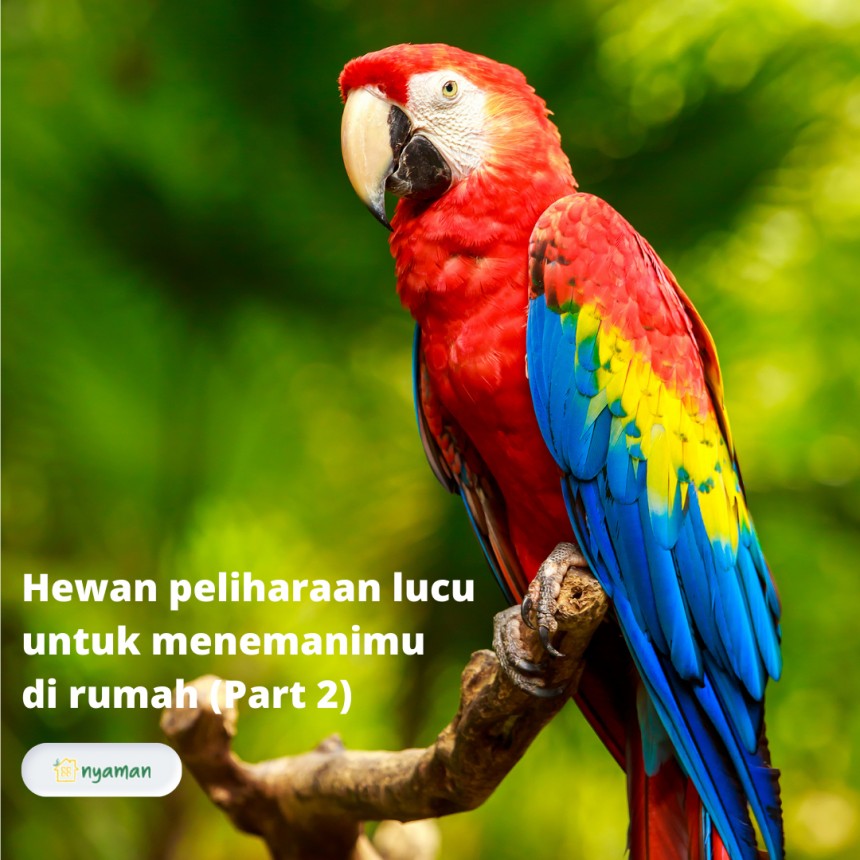 Hewan peliharaan lucu bisa jadi pilihan untuk menemanimu di rumah (2/2), Burung kakaktua