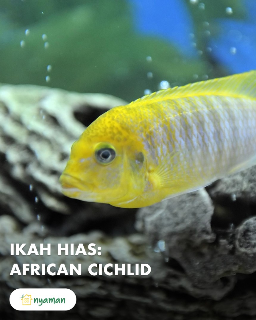 Ikan hias African cichlid