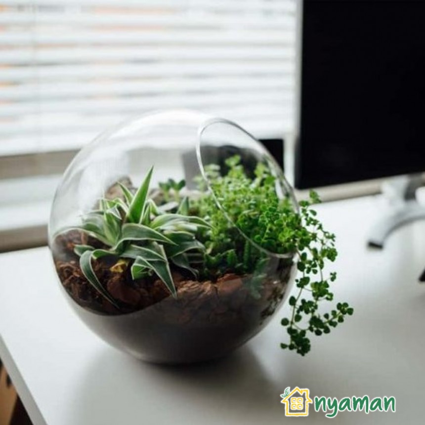 Inspirasi diy tanaman indoor agar interior rumah makin asri (3/3), Gunakan akuarium atau toples kaca untuk tanaman