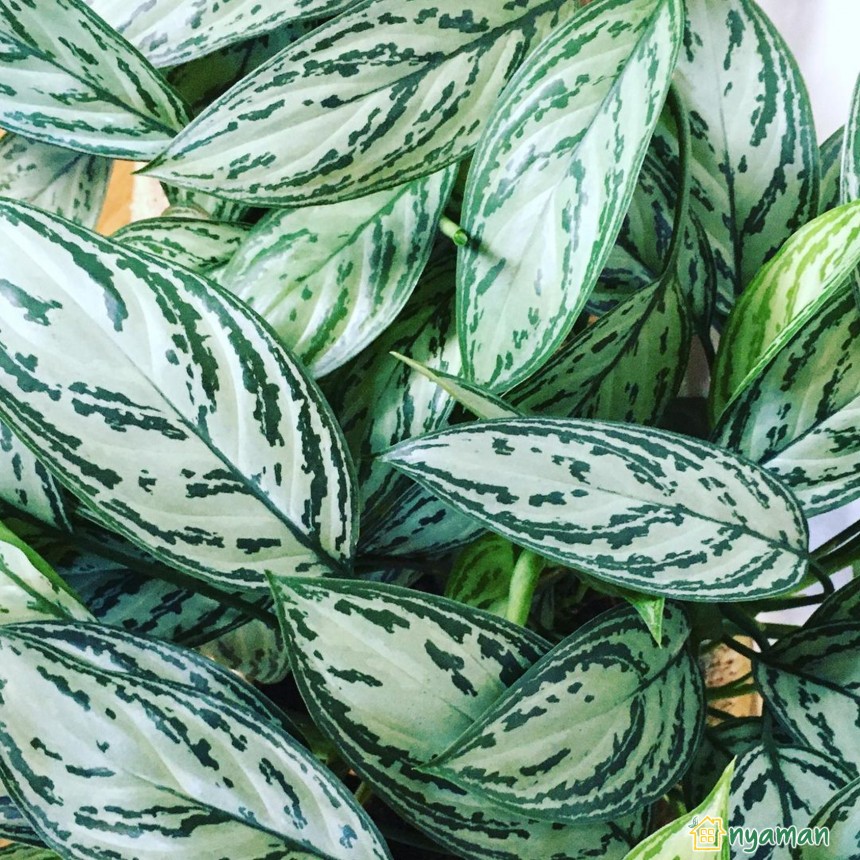 Jenis aglonema yang paling banyak dicari (1/2), Aglaonema modestum