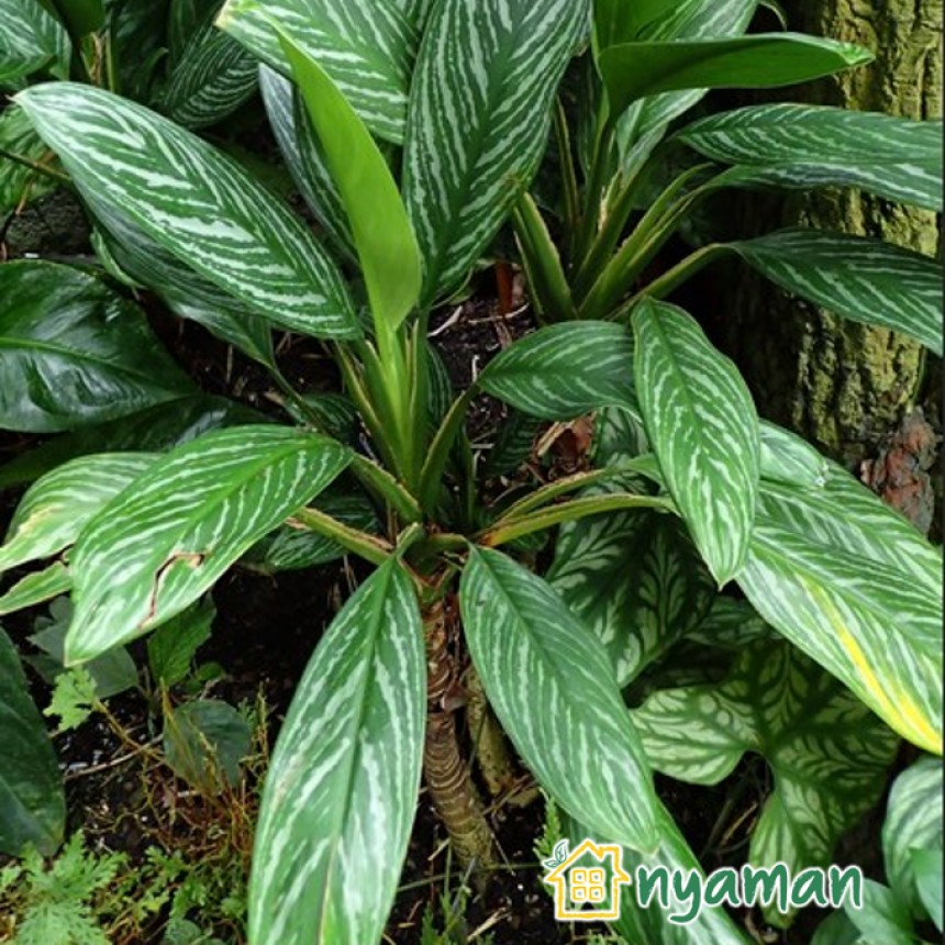 Jenis aglonema yang paling banyak dicari (2/2), Aglaonema nitidum