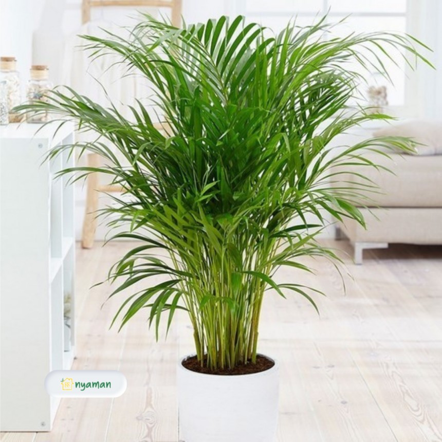 Jenis tanaman hias dalam ruangan ber-ac (1/2), Palm
