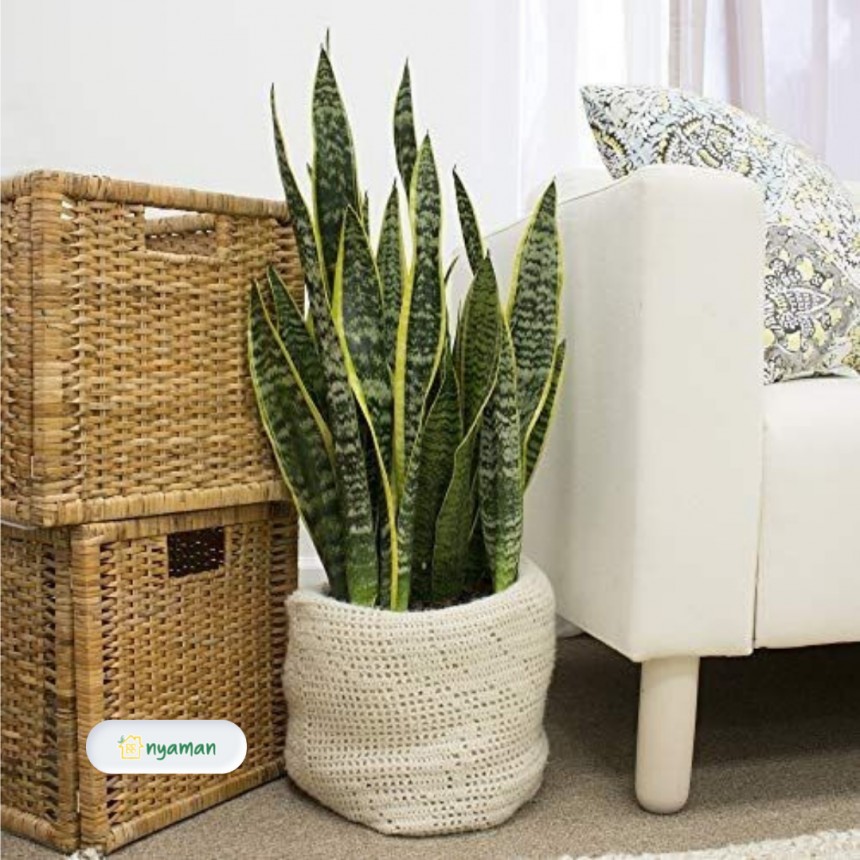 Jenis tanaman hias dalam ruangan ber-ac (2/2), Snake plant atau Lidah mertua