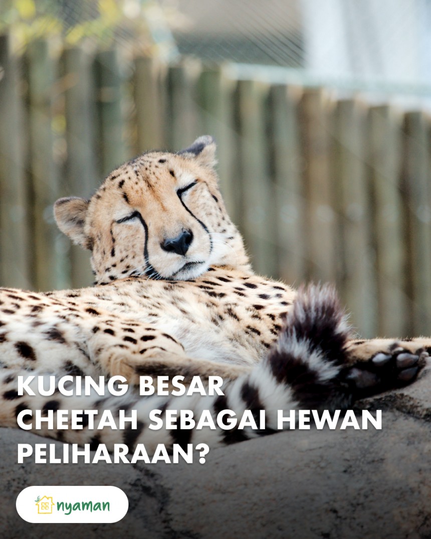 Kucing besar: Cheetah jadi hewan peliharaan?