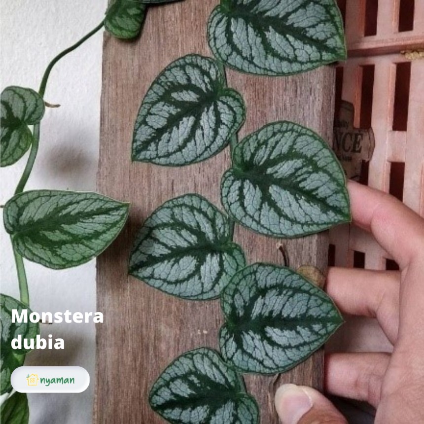 Monstera dubia