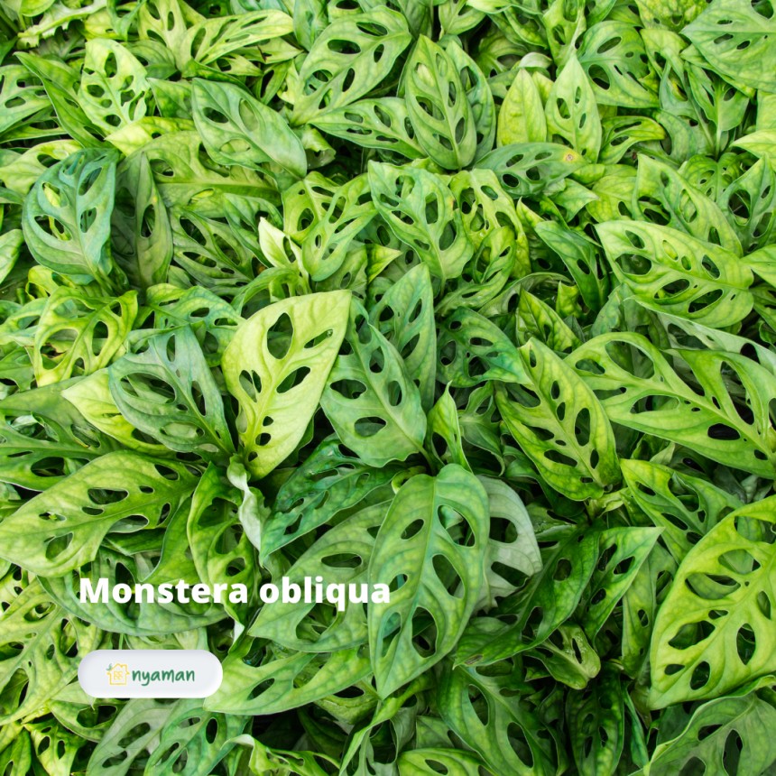 Monstera obliqua