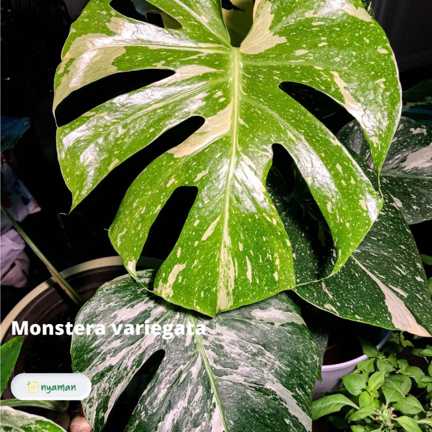 Monstera variegata