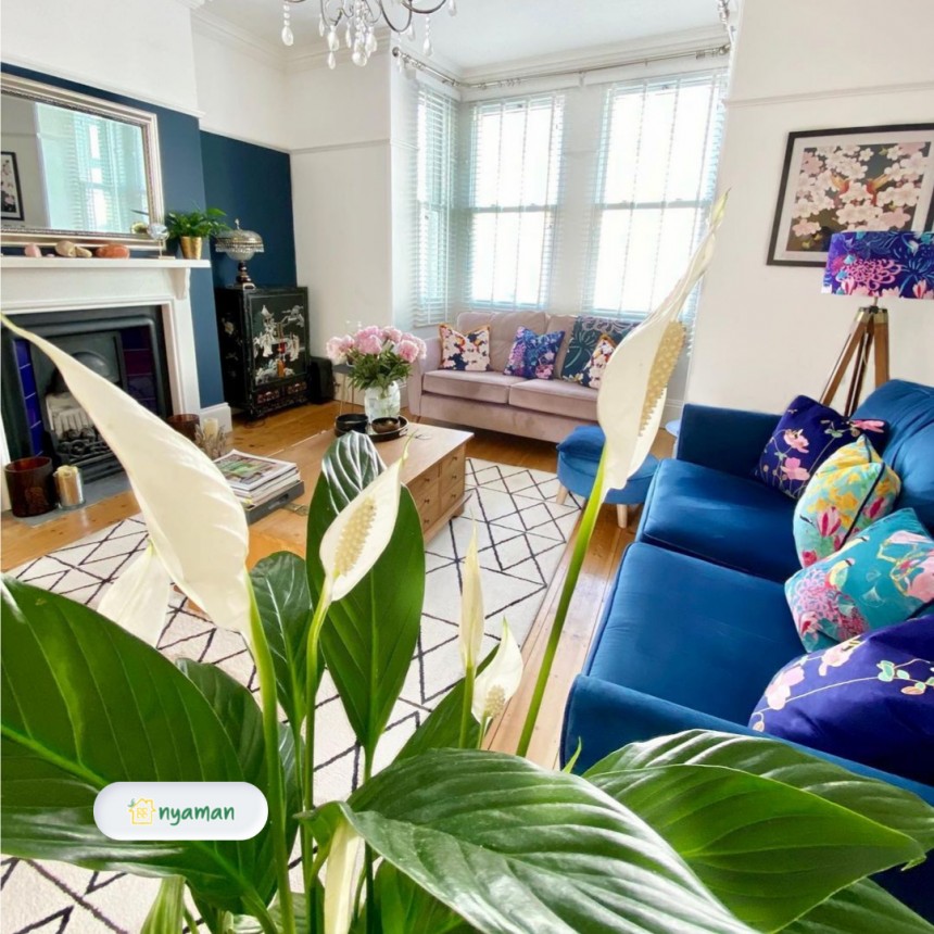 Peace lily tetap dapat berbunga meskipun di dalam ruangan