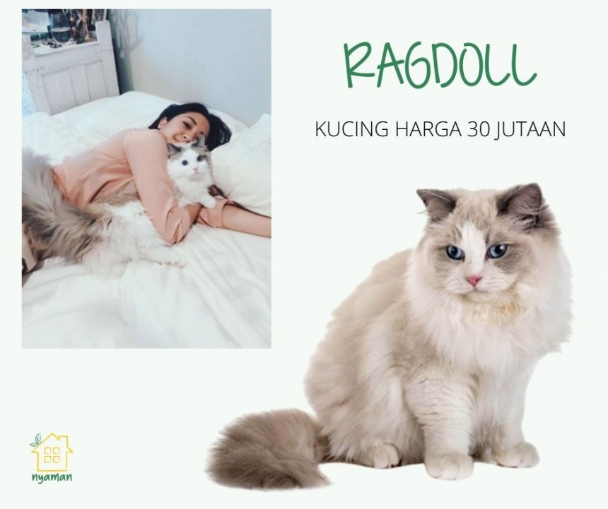 Ragdoll milik Sherina Munaf
