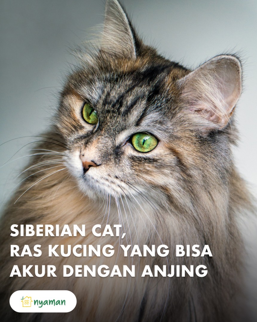 Ras kucing yang bisa hidup akur dengan anjing (1/2), Siberian