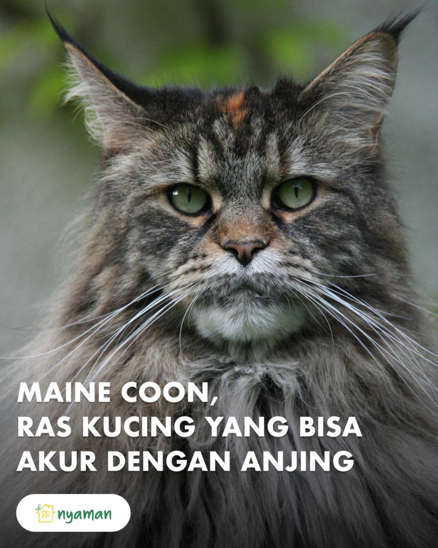 Ras kucing yang bisa hidup akur dengan anjing (2/2), Maine coon