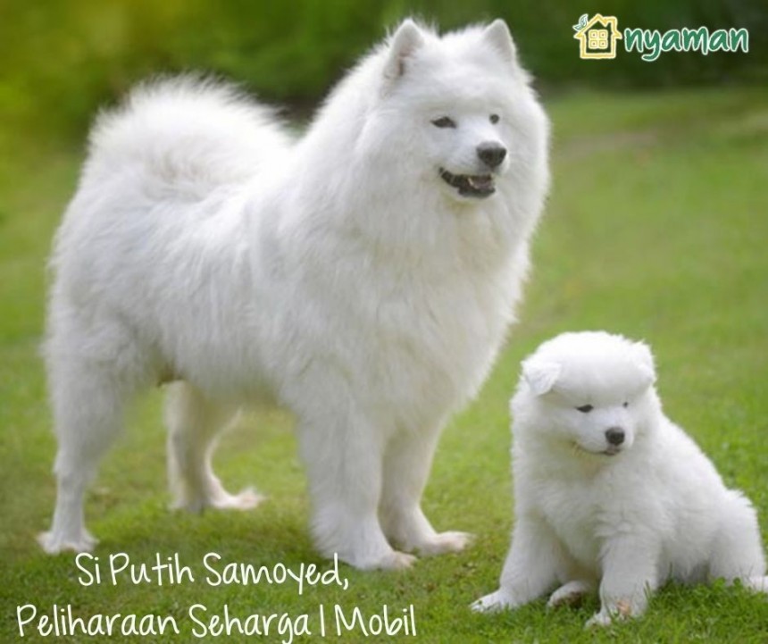 Samoyed - 205 Jutaan