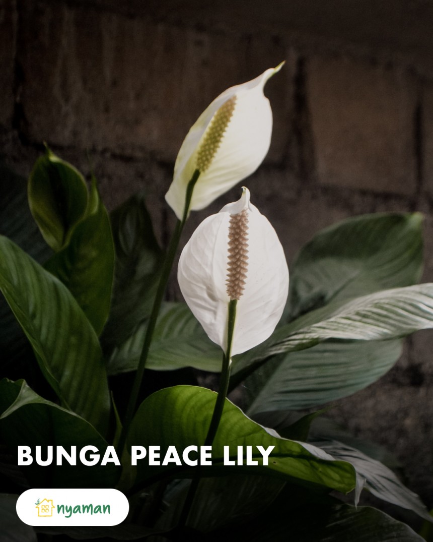 Tanaman dalam ruangan cantik ini buat rumah sobat nyaman makin asri, lho! (1/2), Bunga peace lily
