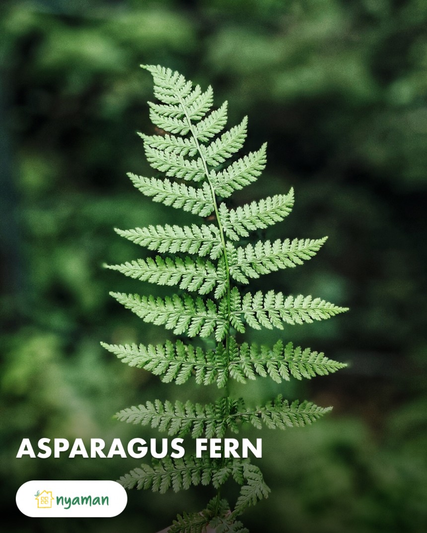 Tanaman dalam ruangan cantik ini buat rumah sobat nyaman makin asri, lho! (2/2), Asparagus fern