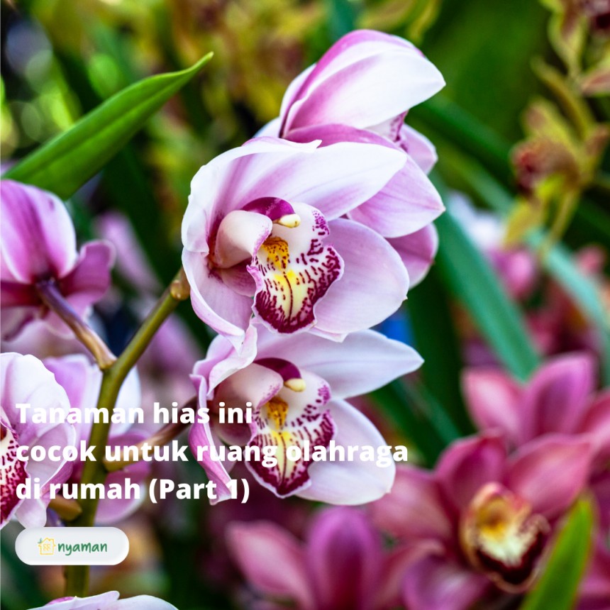 Tanaman hias ini cocok untuk ruang olahraga di rumah, Bunga anggrek dipercaya meningkatkan kesehatan pernapasan