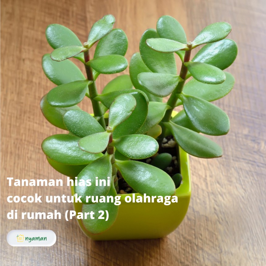 Tanaman hias ini cocok untuk ruang olahraga di rumah, Jade plant dapat menghilangkan aseton di ruangan
