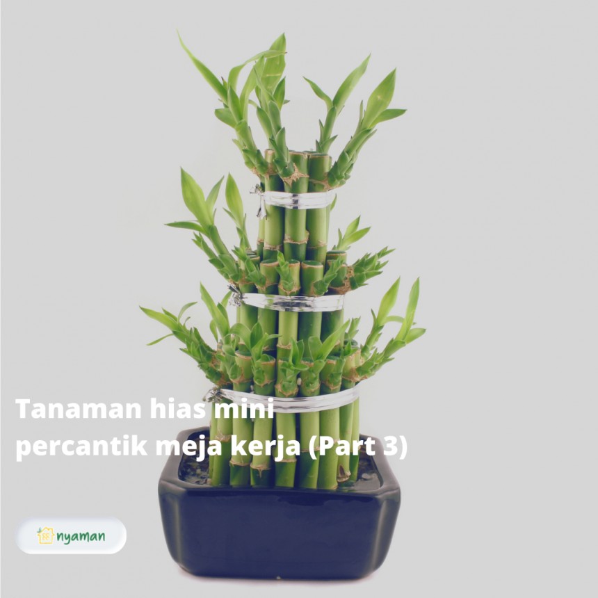 Tanaman hias mini untuk percantik meja kerja yang menyegarkan dan bawa hoki!, Bambu hias
