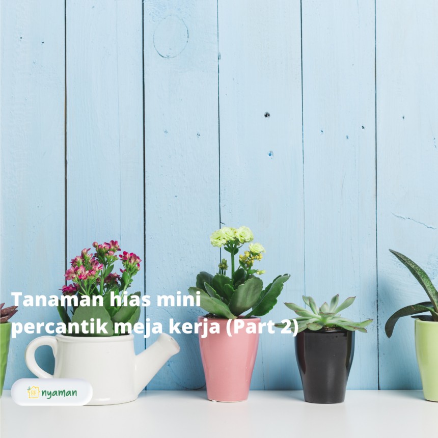 Tanaman hias mini untuk percantik meja kerja yang menyegarkan dan bawa hoki!, Sukulen
