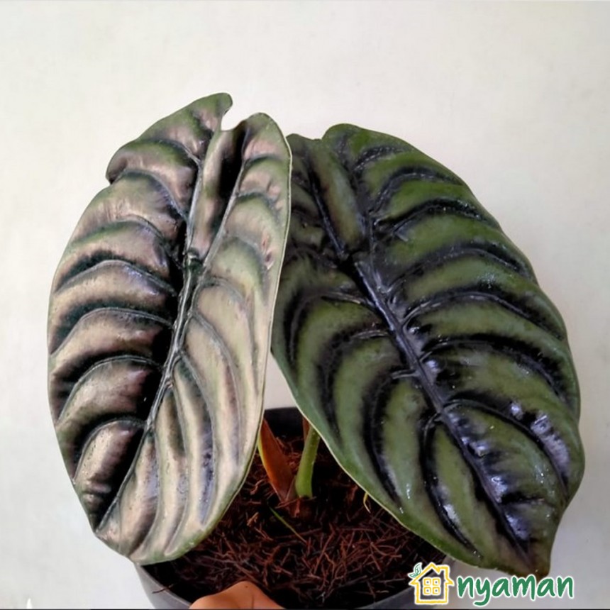 Tanaman Hias Unik yang Populer di 2021 (1/2), Keladi tengkorak Kalimantan