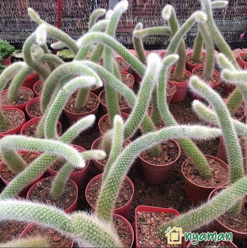 Tanaman Hias Unik yang Populer di 2021 (2/2), Kaktus ekor monyet