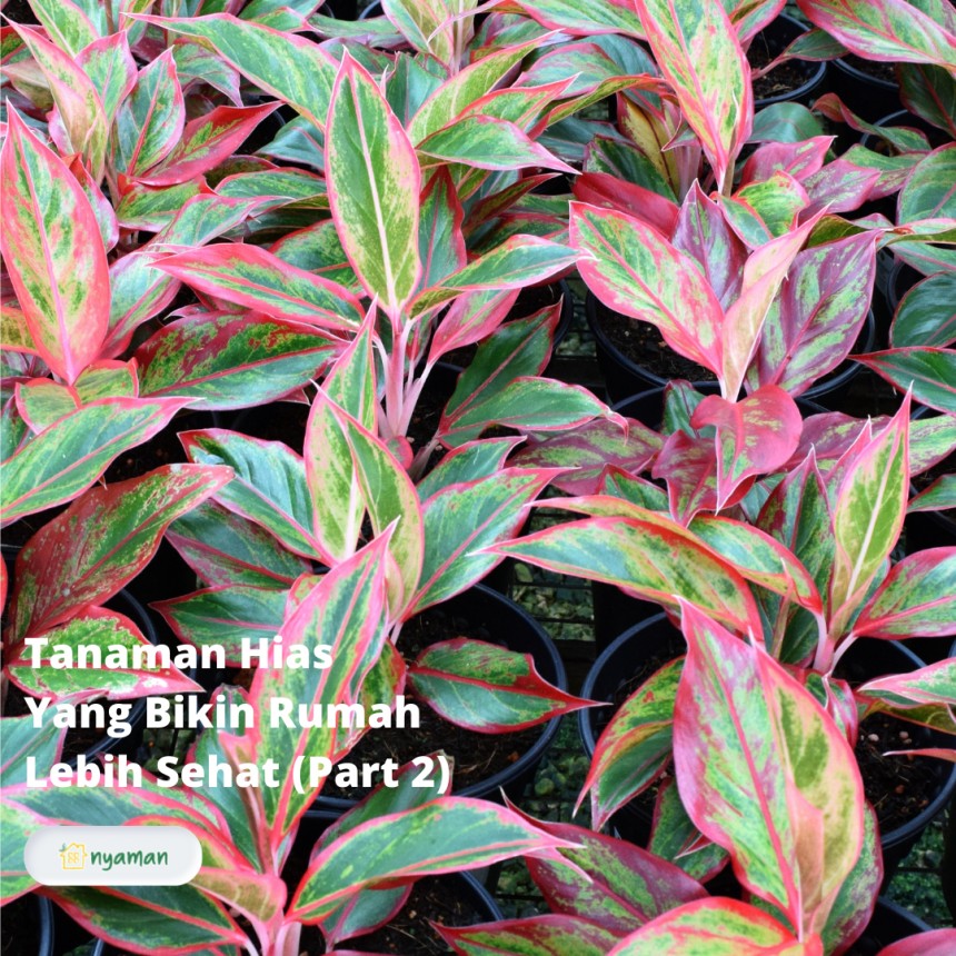 Tanaman hias untuk sedot racun udara, bikin rumah lebih sehat (1/2), Chinese evergreens