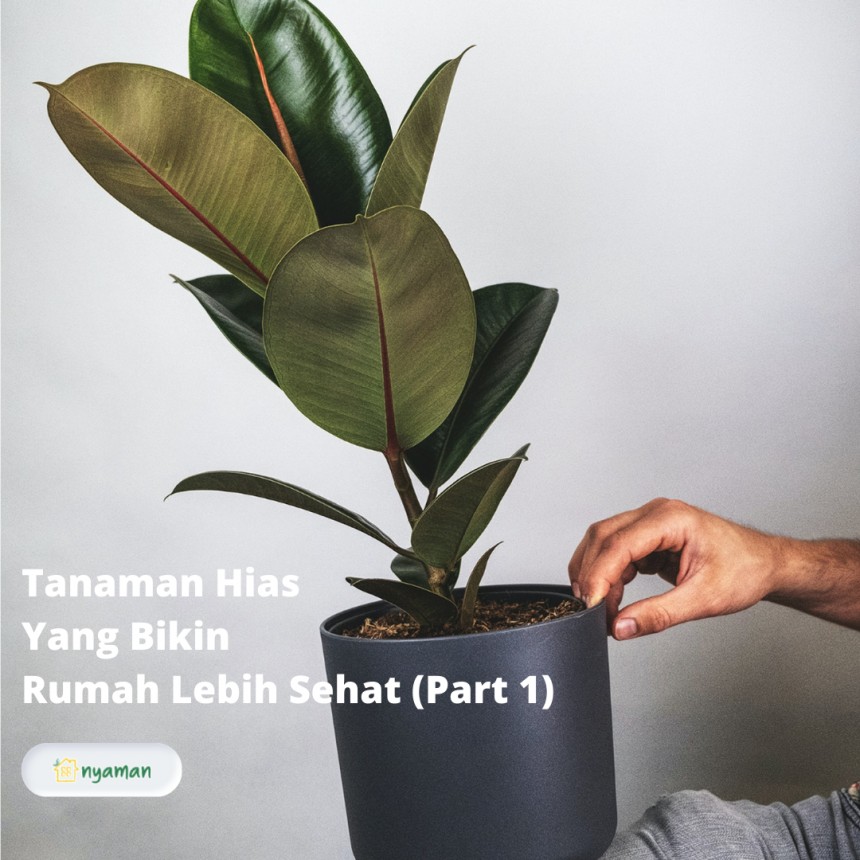 Tanaman hias untuk sedot racun udara, bikin rumah lebih sehat (1/2), Karet hias