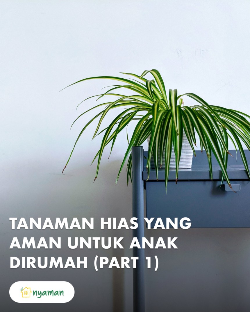 Tanaman hias yang aman untuk anak kecil (1/2), Spider plant