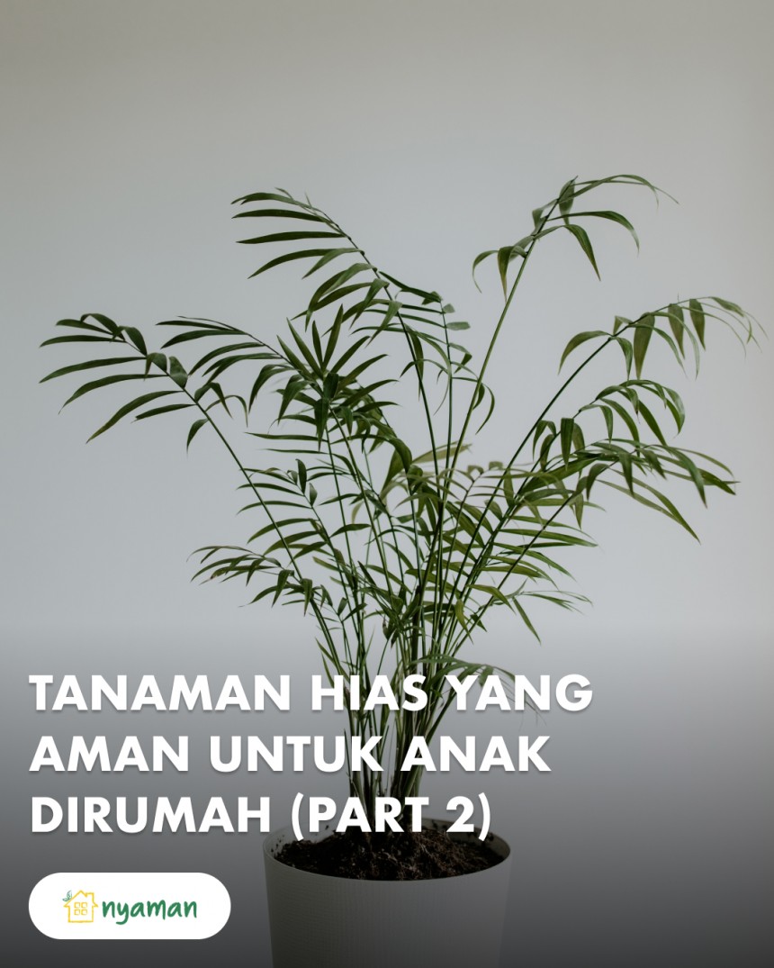 Tanaman hias yang aman untuk anak kecil (2/2), Chamaedorea seifrizii