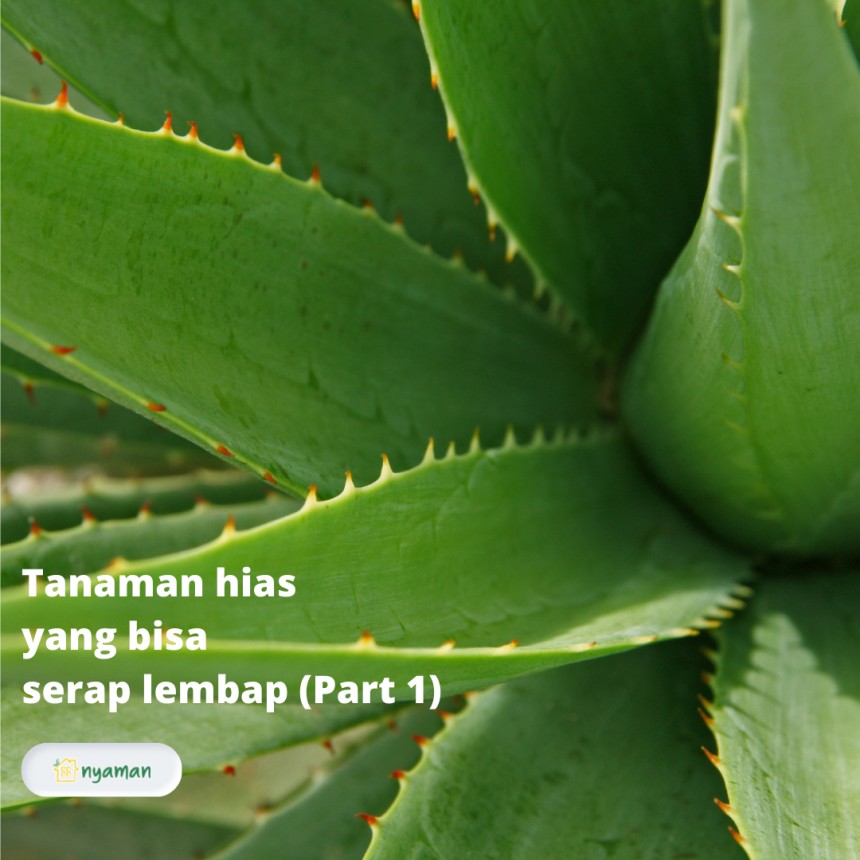 Tanaman hias yang bisa serap lembap (1/2), Lidah buaya (Aloe vera)
