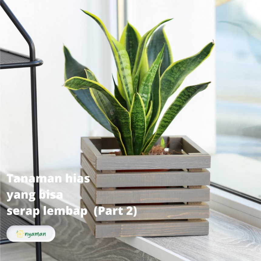Tanaman hias yang bisa serap lembap (2/2), Lidah mertua (Sansevieria)