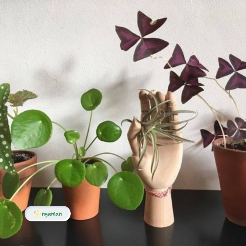 Tanaman hias yang cocok diletakan di rak (2/3), Purple shamrock