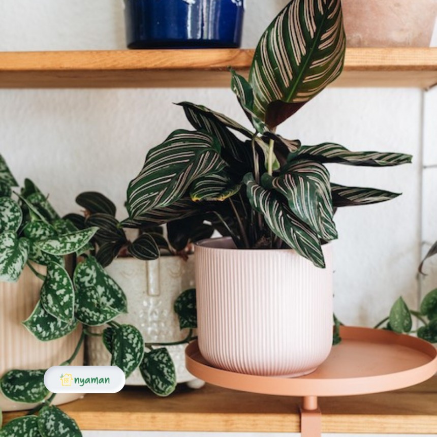 Tanaman hias yang cocok diletakan di rak (3/3), Calathea ornata