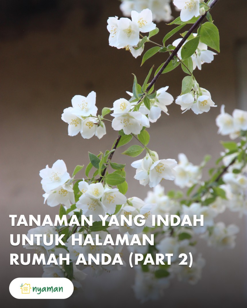 Tanaman terbaik untuk halaman depan rumah kesayangan (2/2), Bunga melati