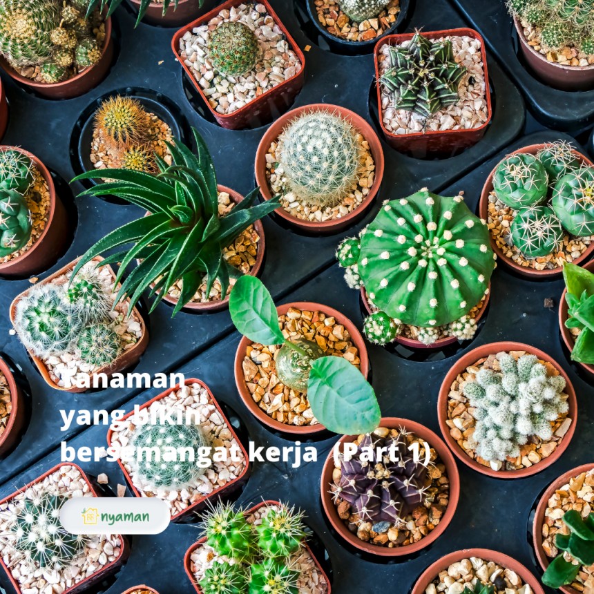 Tanaman yang bikin bersemangat kerja (1/2), Kaktus