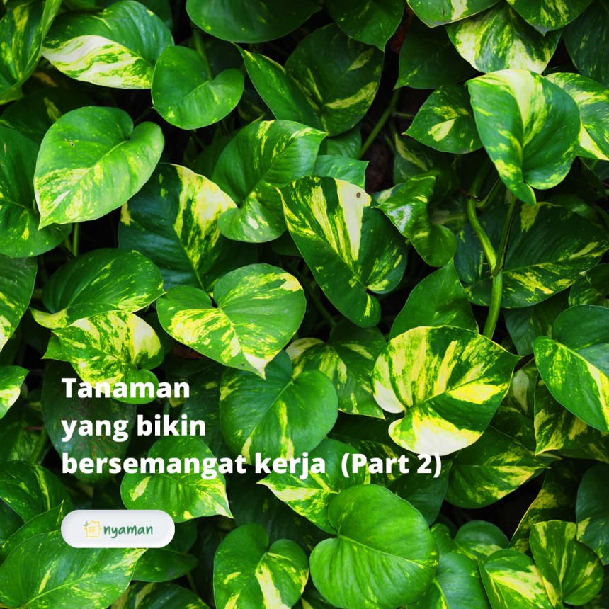 Tanaman yang bikin bersemangat kerja (2/3), Sirih gading