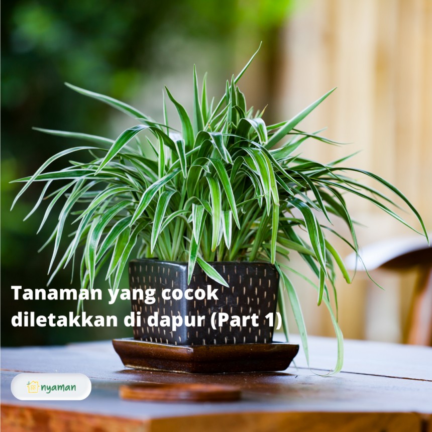 Tanaman yang cocok diletakkan di dapur, bisa usir racun di udara (1/2), Spider plant