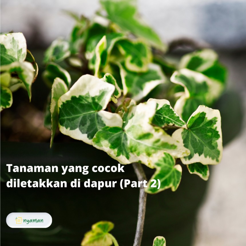 Tanaman yang cocok diletakkan di dapur, bisa usir racun di udara (1/2), Tanaman ivy