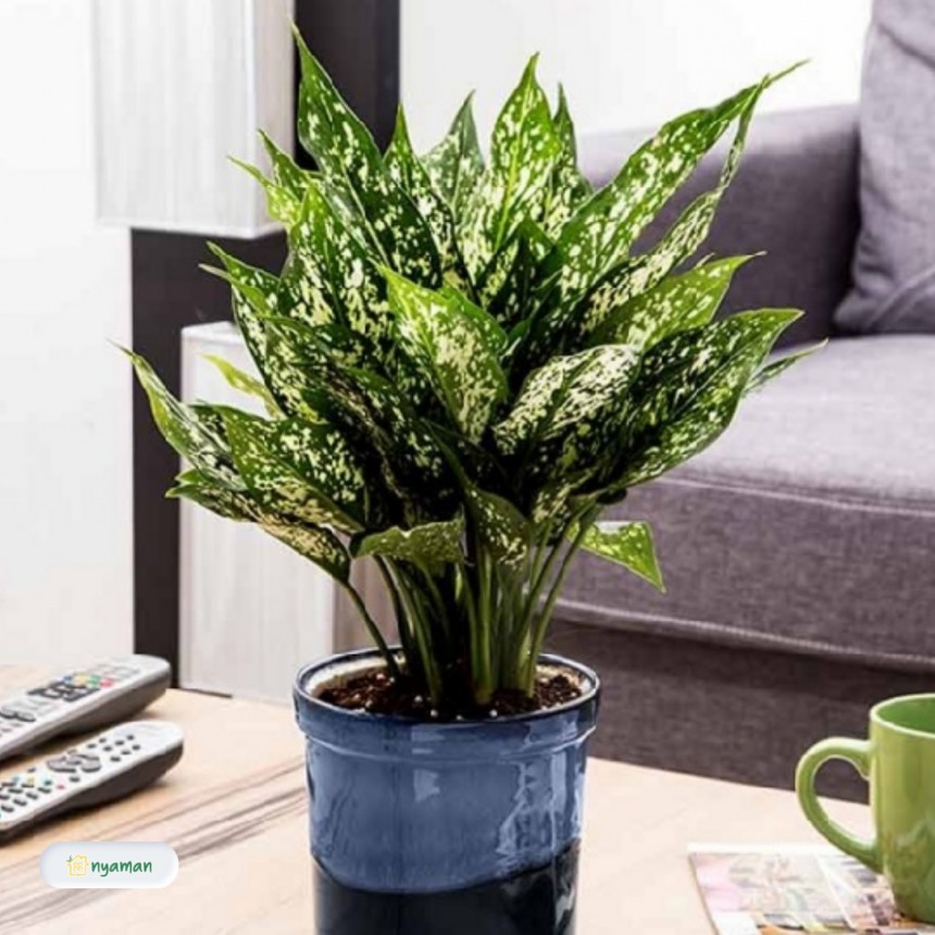 Tips meletakan tanaman hias pembersih udara di rumah