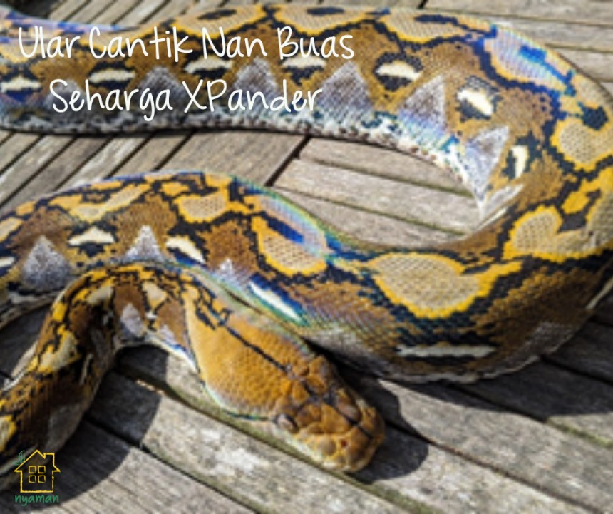 Ular cantik nan buas seharga Xpander, Reticulated Phyton